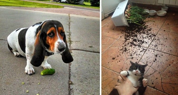 25 animali domestici colti con le zampe nel sacco