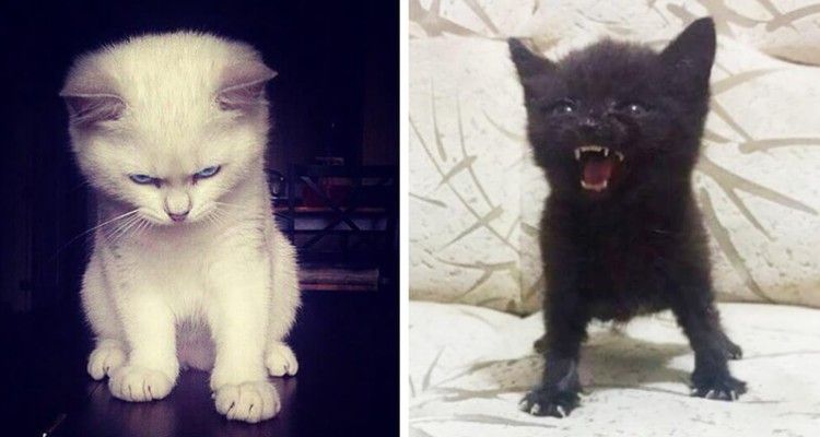 10+ momenti di rabbia dei gatti