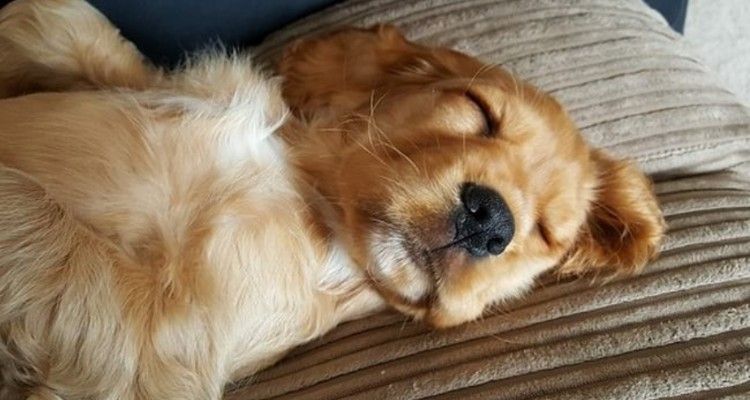 15 razze di cane che amano dormire
