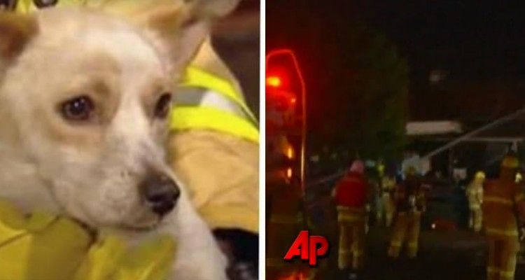 I vigili del fuoco arrivano in una casa che sta andando a fuoco e trovano un cane privo di conoscenza: ecco cosa proteggeva