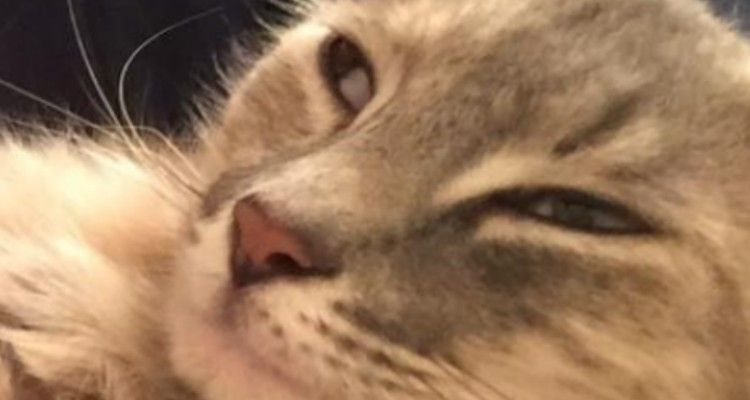 Gatta depressa perché aveva perso i cuccioli ritrova la felicità con un micio rimasto orfano