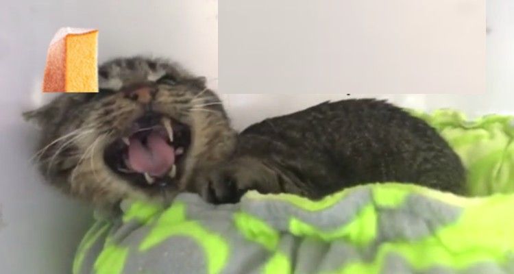 2 cuccioli ridanno a un gatto randagio di strada la voglia di vivere
