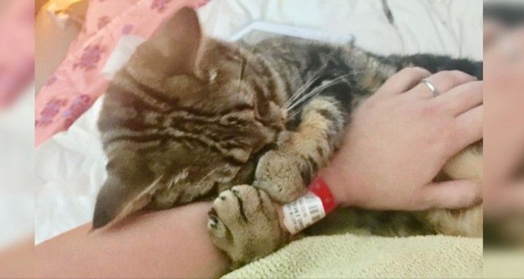 Gattino abbandonato non riesce a smettere di coccolare chi l’ha salvato