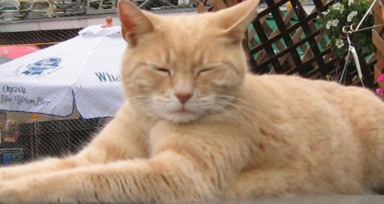 Il famoso gatto sindaco muore, dopo 20 anni di carriera