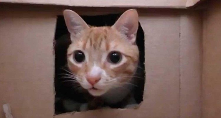Proprietario costruisce un labirinto per gatti con 50 scatole: ecco cosa è successo dopo