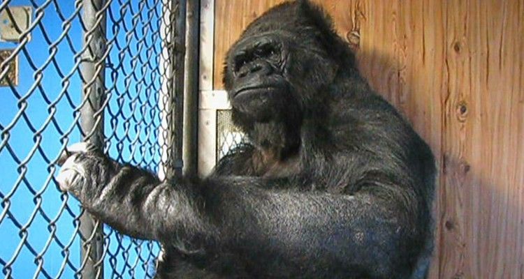 Koko il gorilla adotta un trio di gattini