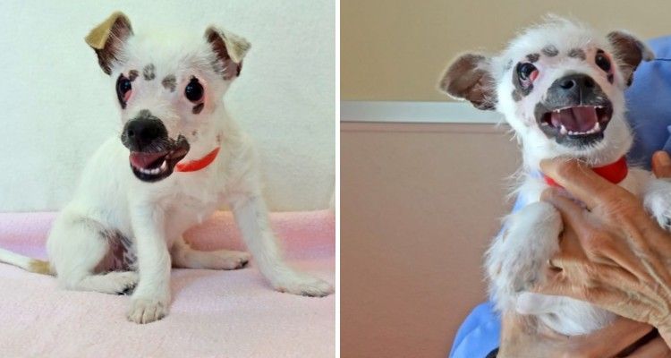 Cane dallo strano aspetto trova una famiglia perfetta che lo ama