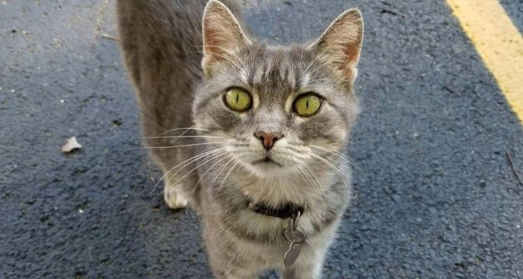 Uomo lascia dormire nella sua auto un gatto abbandonato nella spazzatura e si occupa di lei per 6 anni