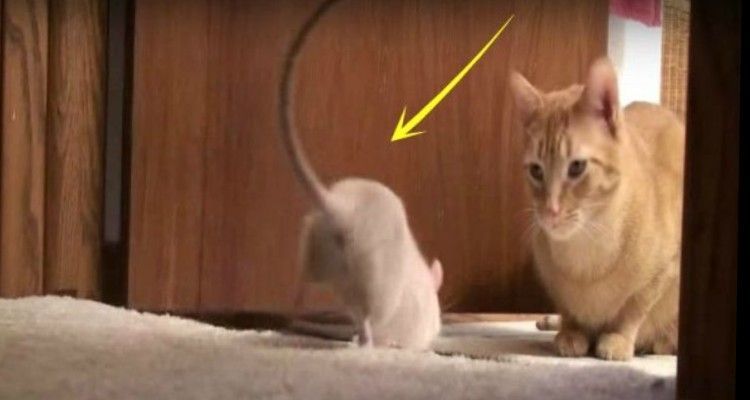 Gatto incontra un topo e invece di dargli la caccia diventa il suo migliore amico