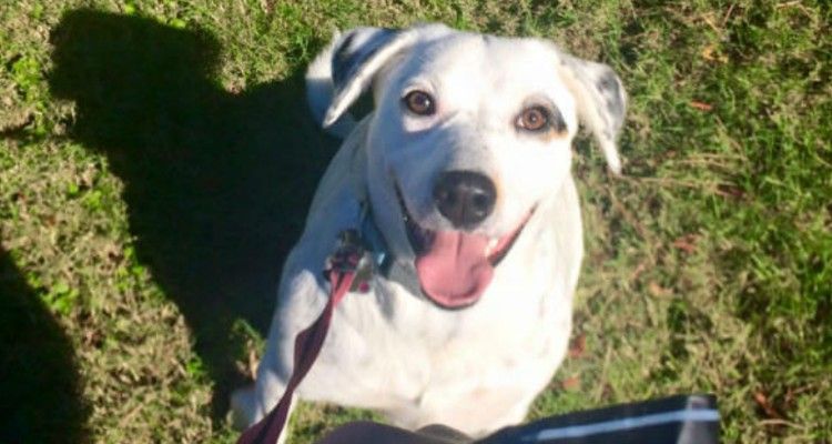 Cane abbandonato impara che le cose accadono sempre per una ragione