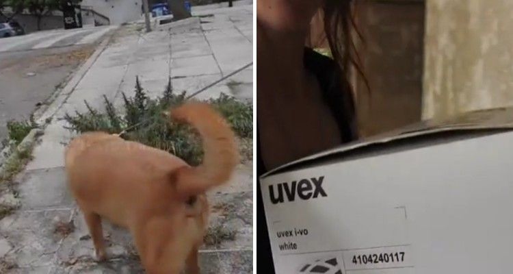 Cane guida i soccorritori verso una scatola di gattini abbandonati e diventa il loro papà