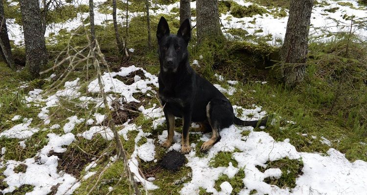 Ogni giorno il cane scompare nel bosco: quando il padrone scopre da chi va rimane senza parole