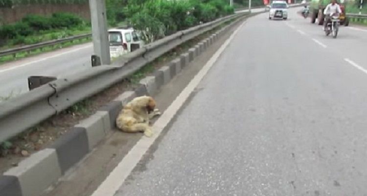 Un salvataggio speciale