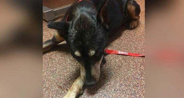 Il suo cane doveva essere soppresso 5 mesi prima poi scopre che era ancora vivo
