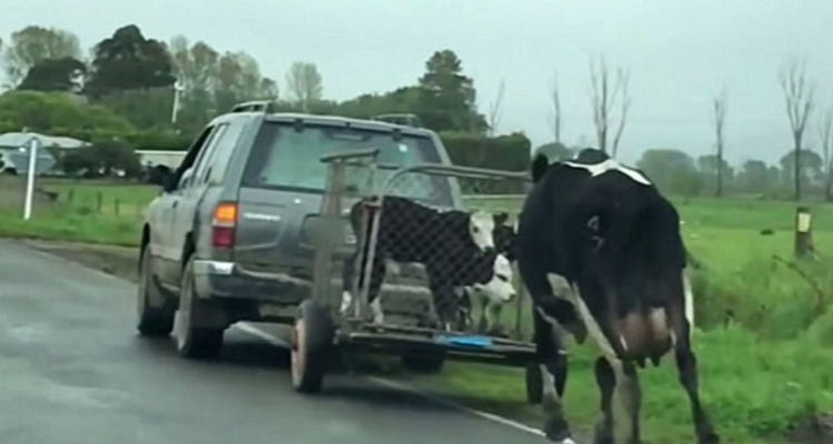 Ecco perché non dovreste bere il latte di mucca