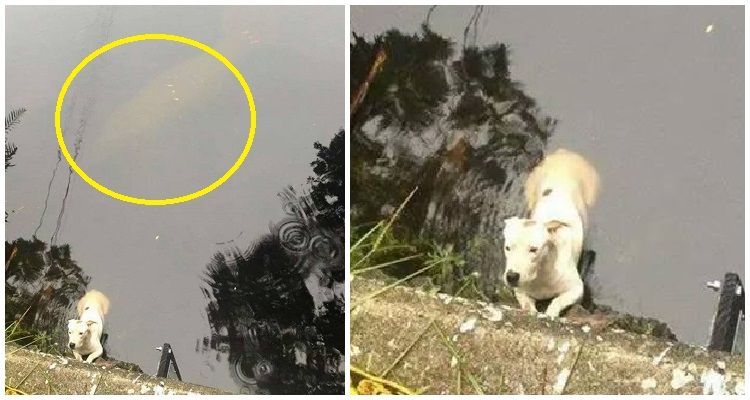 Un cane rischia di affogare ma un animale insolito lo aiuta a salvarsi