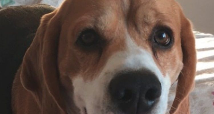 Una scoperta insolita all’interno dell’orecchio del beagle Chief