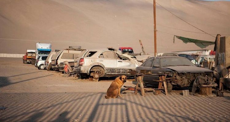 Una cagnolina salva un bambino allattandolo