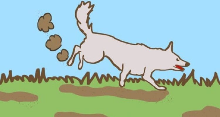Perché i cani raspano a terra dopo aver fatto i loro bisogni