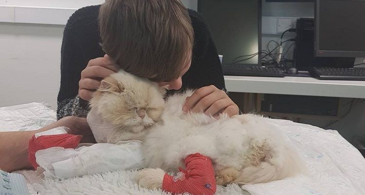 Gatto salva un bambino autistico e ora il ragazzino vuole ricambiare il suo amore