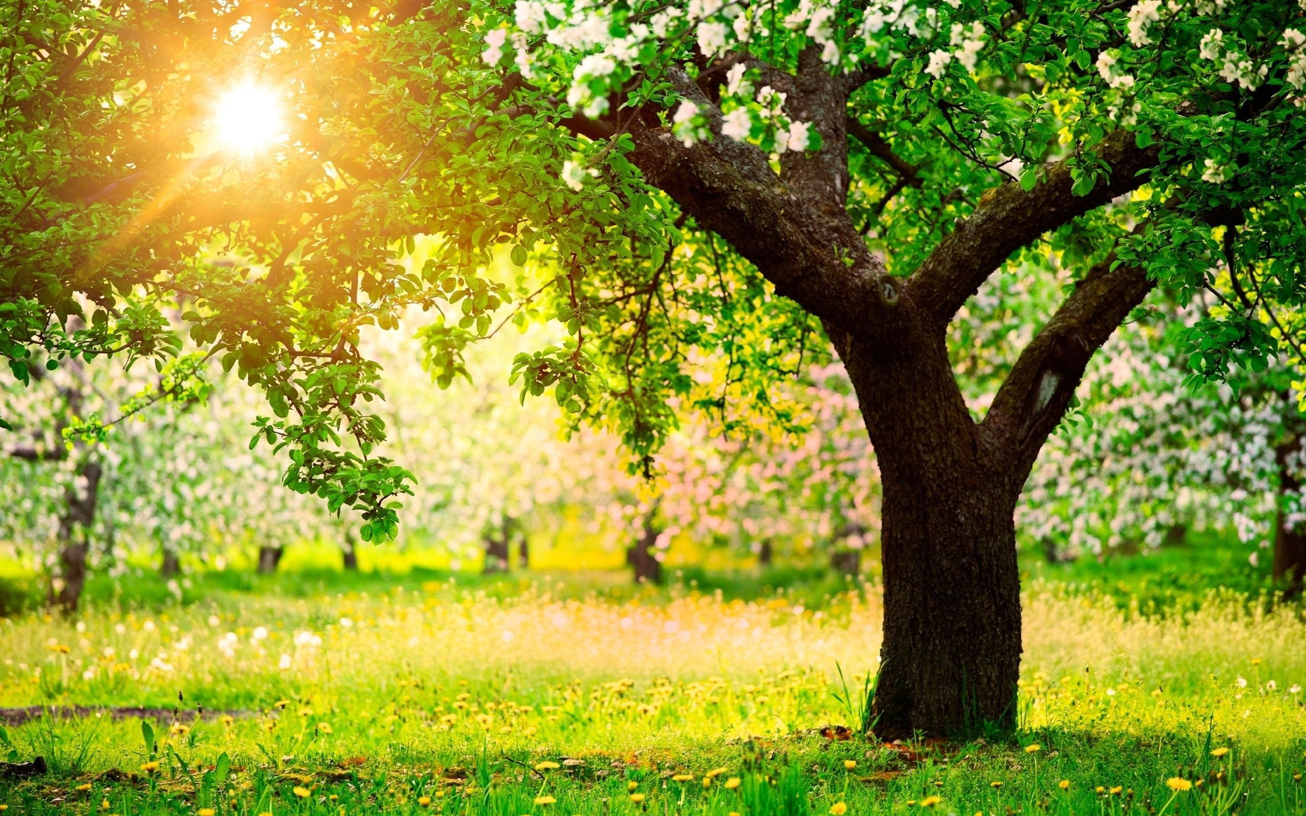 Perché oggi si celebra la Giornata dell’Albero
