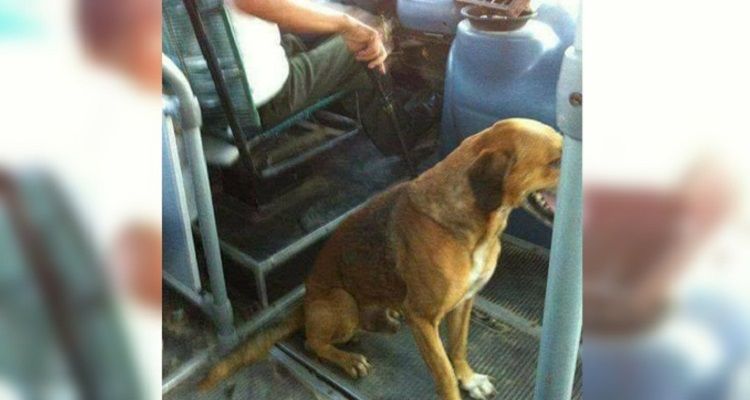 Antonino, il cane che viaggia con l’autobus