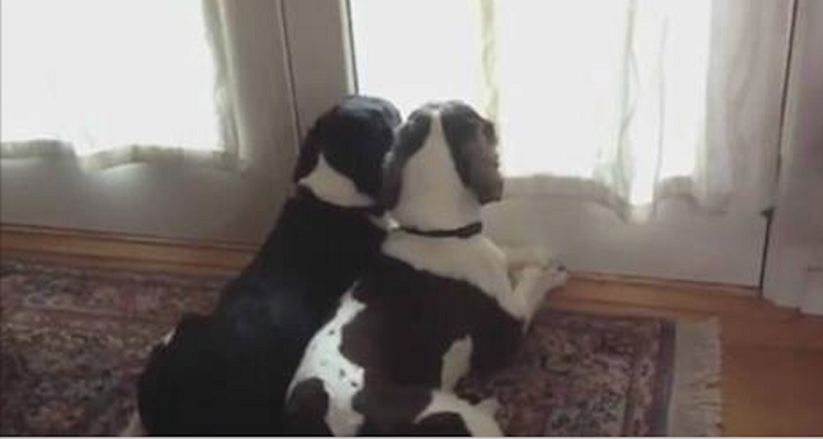 Soli a casa: come si comportano i nostri cani