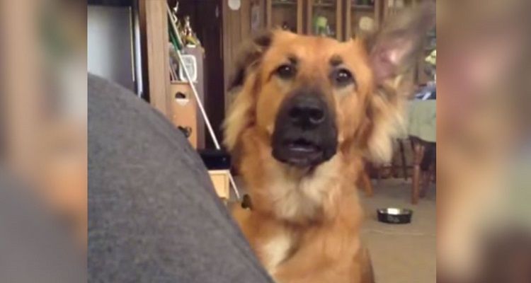Vine, il cane melodrammatico