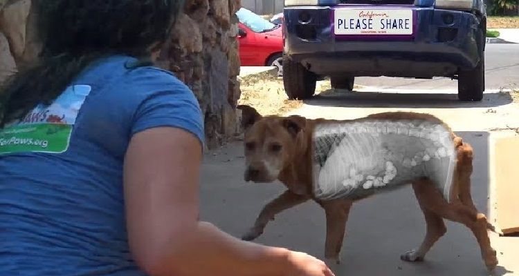 Stewie, il cane che ha avuto una seconda opportunità