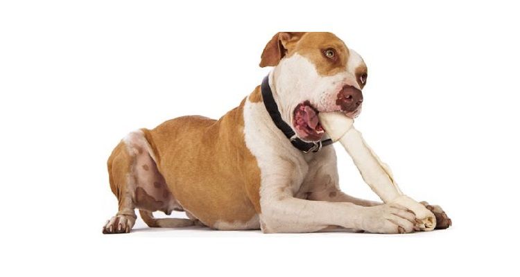 Le ossa di pelle, un vero pericolo per i nostri cani