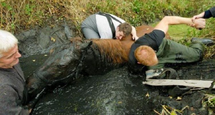 Il cavallo rischiava di morire ma quelle persone
