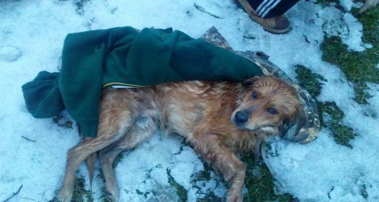 Cani: il salvataggio di Charlie
