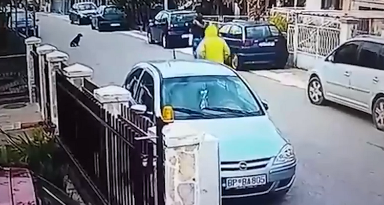 Un eroe a 4 zampe