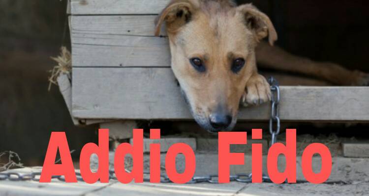 Il cane manda di traverso le vacanze a una coppia