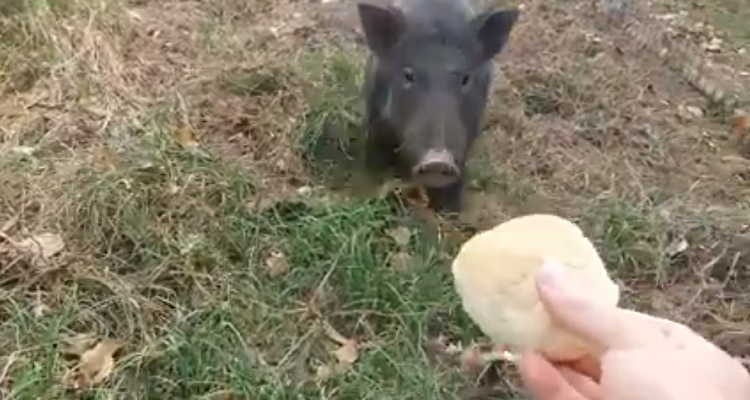 Si chiamava Fufi edera un bellissimo cinghialino