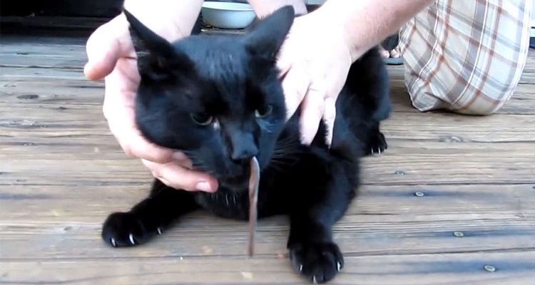 Marianne, la gattina che ama troppo i serpenti