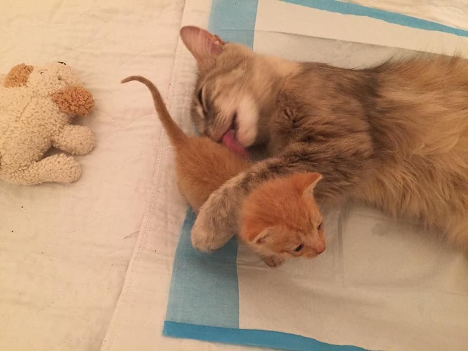 Звук кошки мамы котятам. Котята с мамой. Мама кошка и котенок. Маленькие котята с мамой. Рыжий котенок с мамой кошкой.
