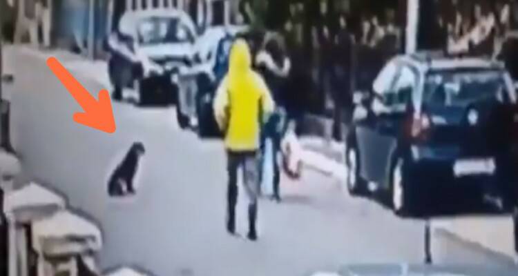 Lo diciamo sempre di non ignorare i cani!