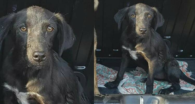 Lady è salva perché la sua mamma