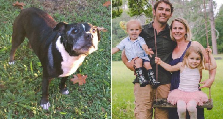 Leala, il cane eroe