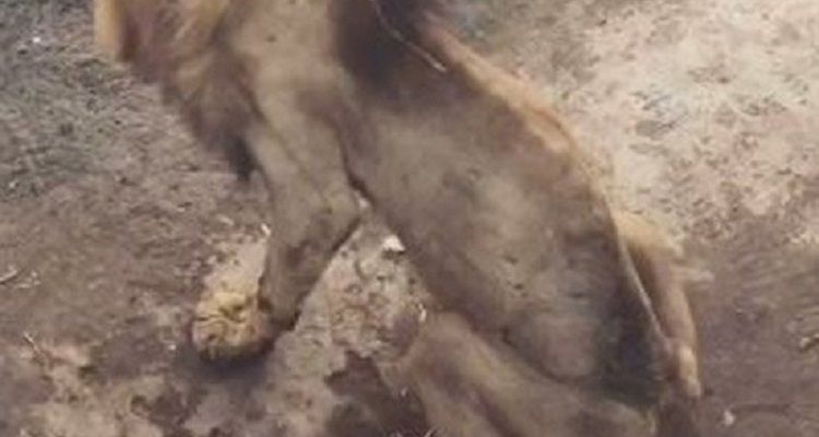 La triste fine del re della giungla nelle mani degli umani