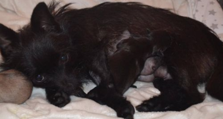 Una nuova vita per Bella e i suoi cuccioli