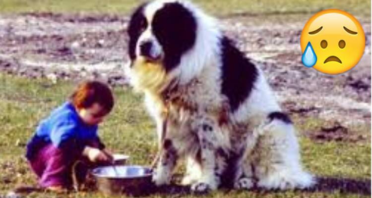 Milano: terribile addio al loro bimbo peloso..