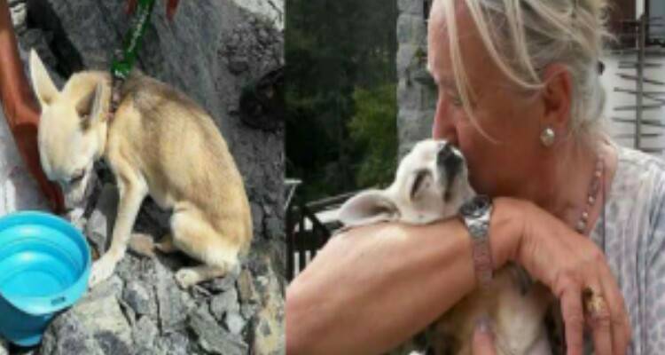 ” Trovare un cane di scarsi 2 kg, schiacciato tra le rocce, ancora vivo…