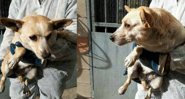 Mina , un pianto per chiedere aiuto