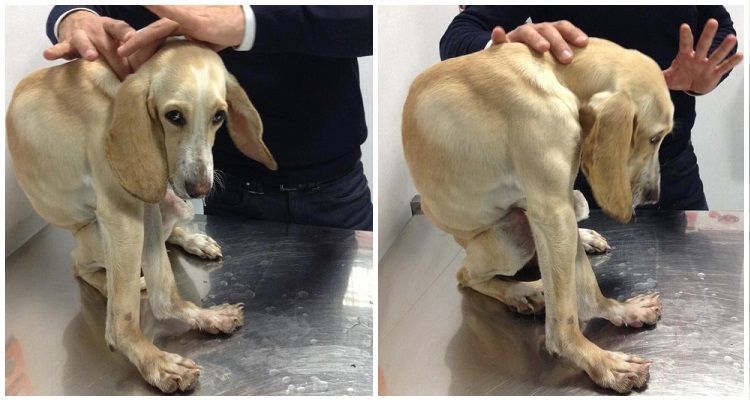 Natalina, la cagnolina trovata accartocciata su se stessa