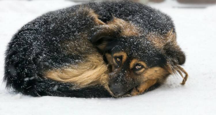 I cani non sentono freddo
