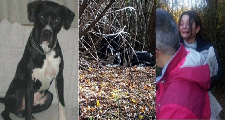 Il ritrovamento del cane Max