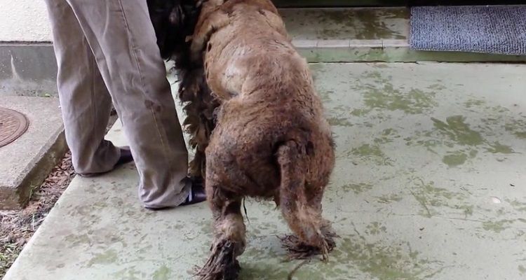Ginta: una trasformazione straordinaria