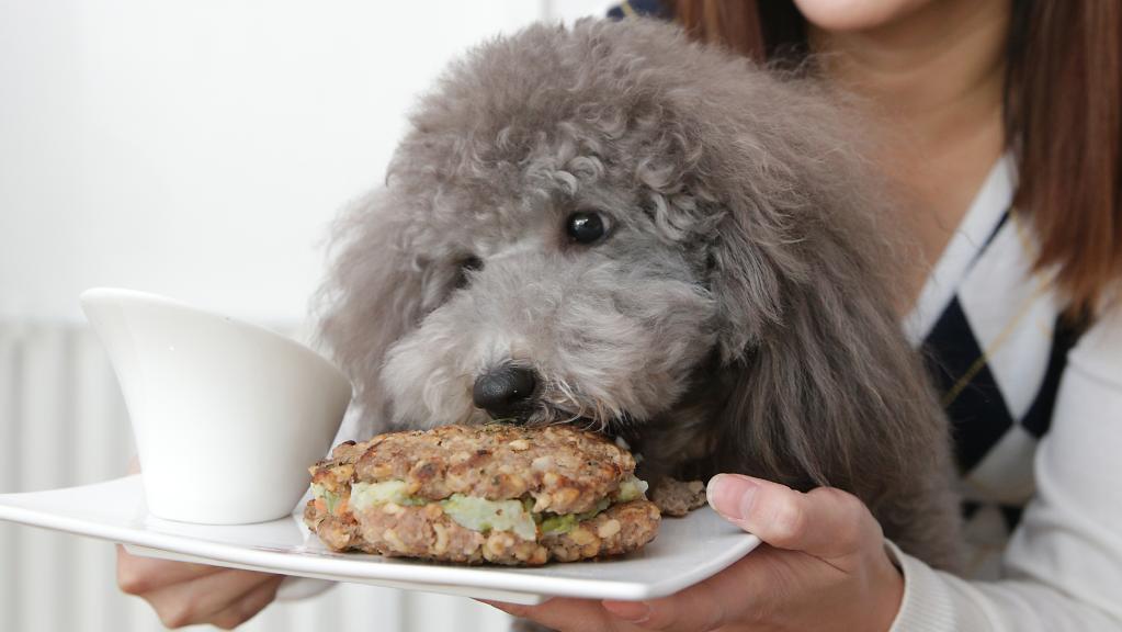 A Brescia è stata aperta una pasticceria per cani